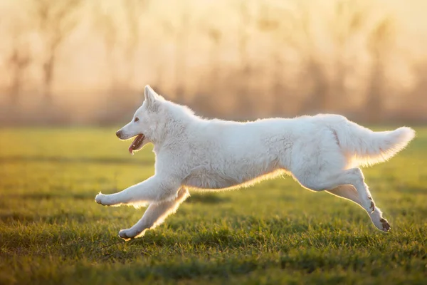 White Swiss Shepherd Dog Runin Jarní Zelená Tráva — Stock fotografie