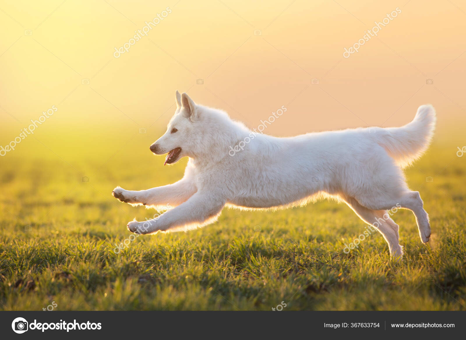 are swiss shepherds allergenic