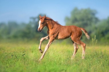 Güzel kırmızı tay koşusu ve yeşil baharda eğlence