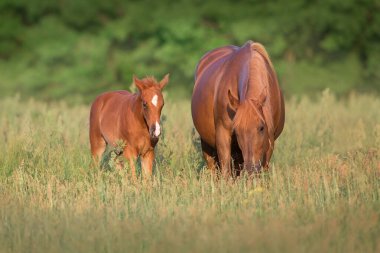 Kırmızı kısrak ve tay yeşil çayırda otluyor.