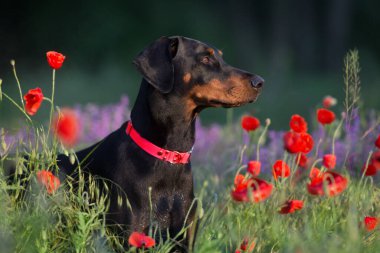 Doberman portresi Haşhaş ve menekşe çiçeklerine yakın