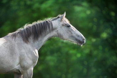Yeşil arka planda gri at portresi