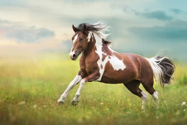 Лошадь Пинто Длинной Гривой Скачет Галопом Близко Зеленом Лугу — стоковое фото