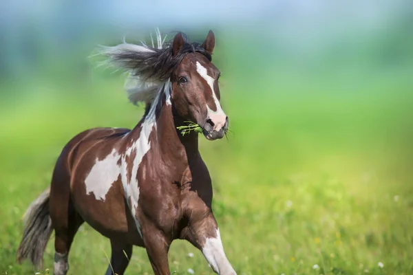 Pinto Häst Med Lång Mane Kör Galopp Nära Håll Grön — Stockfoto