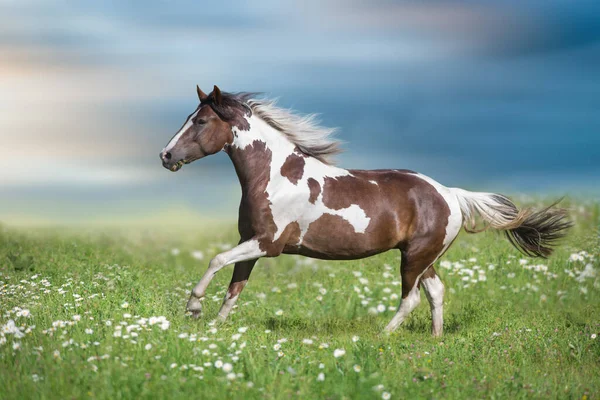 Koń Pinto Długą Grzywą Biegać Galop Blisko Wiosnę Rumianek Łąka — Zdjęcie stockowe