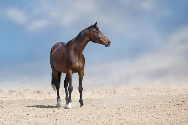 海湾之马站在沙漠中 — 图库照片