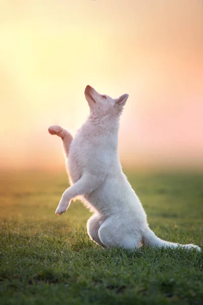 Vit Schweiziska Shepherd Dog Göra Trick Vid Solnedgången — Stockfoto