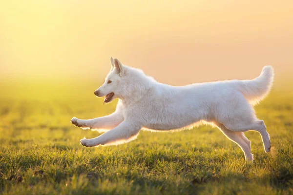 Branco Swiss Shepherd Dog Runin Primavera Grama Verde — Fotografia de Stock