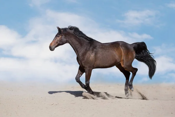 Bay Horse Freie Fahrt Auf Wüstenstaub — Stockfoto