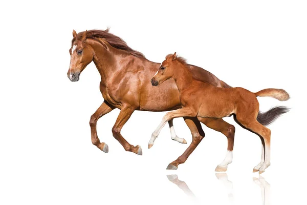 Cavalo Vermelho Potro Vermelho Executar Galope Isolado Fundo Branco — Fotografia de Stock