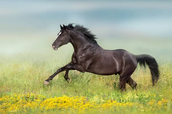 黑马在花草甸上奔跑 — 图库照片