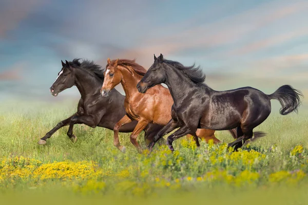 Thre Hermoso Caballo Ejecutar Galope Campo Flores Con Cielo Azul — Foto de Stock