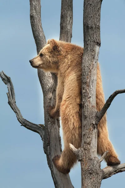 Oso Marrón Trepando Árbol Contra Cielo Azul —  Fotos de Stock