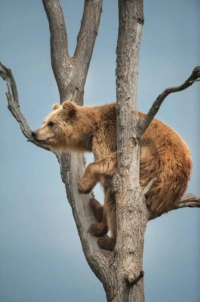 Urso Marrom Subindo Árvore Contra Céu Azul — Fotografia de Stock