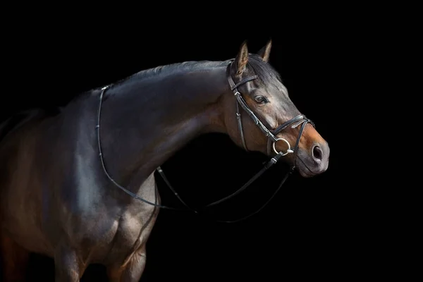 Een Bruin Paard Met Hoofdstel Tegen Zwarte Achtergrond — Stockfoto