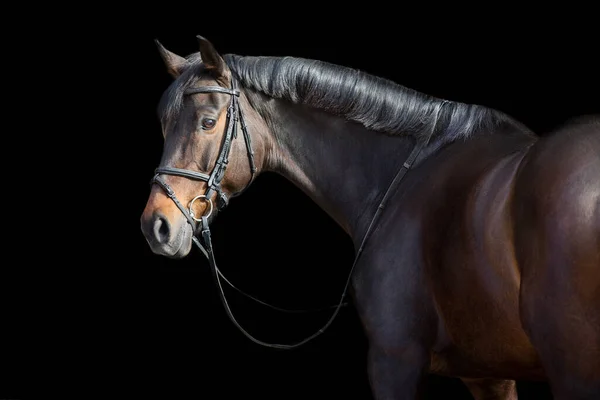 Hnědý Kůň Uzdou Proti Černému Pozadí — Stock fotografie