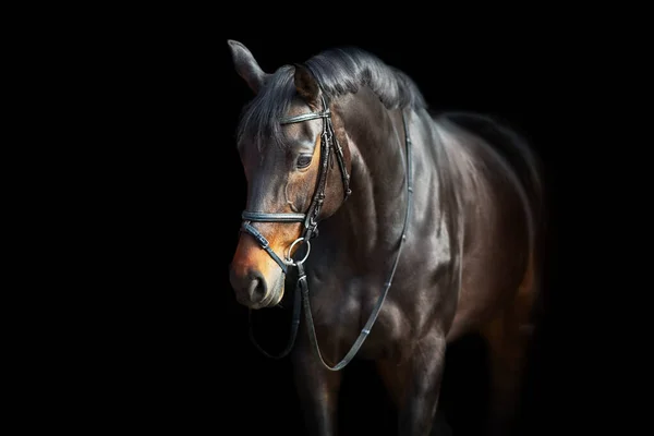 Een Bruin Paard Met Hoofdstel Tegen Zwarte Achtergrond — Stockfoto