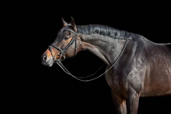 Een Bruin Paard Met Hoofdstel Tegen Zwarte Achtergrond — Stockfoto