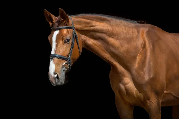 Gambar Kuda Merah Yang Indah Pada Latar Belakang Hitam — Stok Foto
