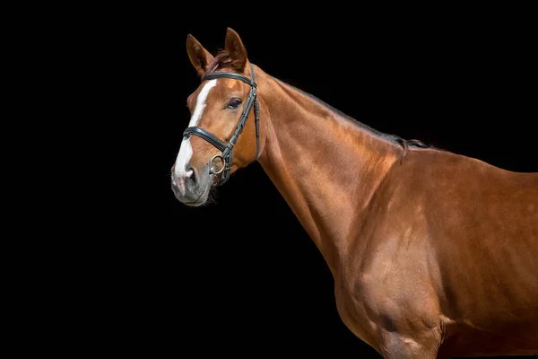 Красивый Портрет Красной Лошади Черном Фоне — стоковое фото