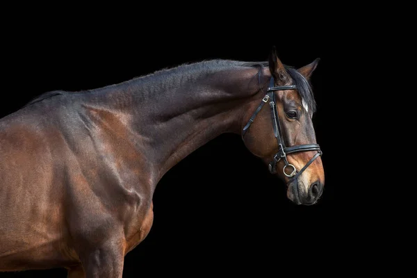 Hnědý Kůň Uzdou Proti Černému Pozadí — Stock fotografie