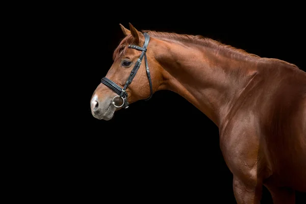 Hermoso Retrato Caballo Rojo Sobre Fondo Negro — Foto de Stock