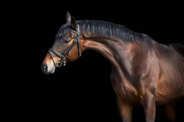 Een Bruin Paard Met Hoofdstel Tegen Zwarte Achtergrond — Stockfoto