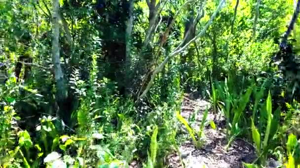 Ormanda bir yürüyüş - orman macerası — Stok video