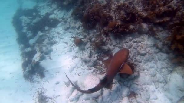Enfermeira tubarão nadando acima do recife de coral tropical — Vídeo de Stock