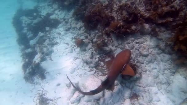 Nurse shark swimming above tropical coral reef — ストック動画