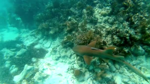 Enfermera tiburón nadando por encima de los arrecifes de coral tropicales — Vídeo de stock
