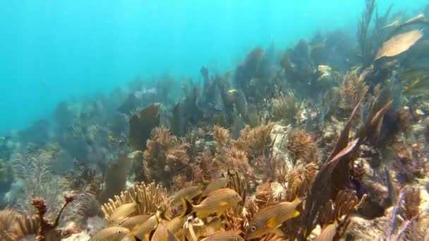 Flutuando sobre um recife de coral animado com um monte de peixes — Vídeo de Stock