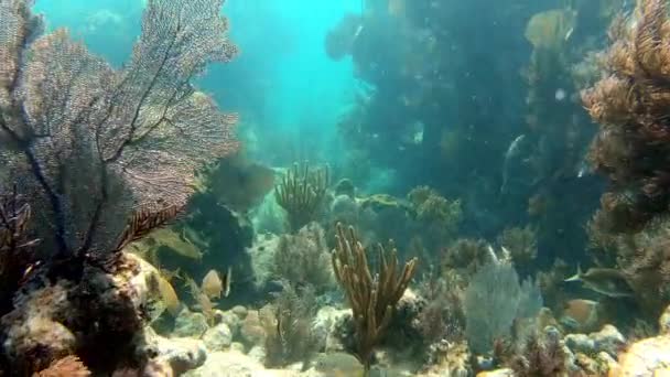 Плаваючи над живим кораловим рифом з великою кількістю риби — стокове відео
