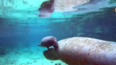 Florida Manatees Three Sisters Springs Crystal River, Florida, ABD'de geçiyor. Trichechus manatus latirostris
