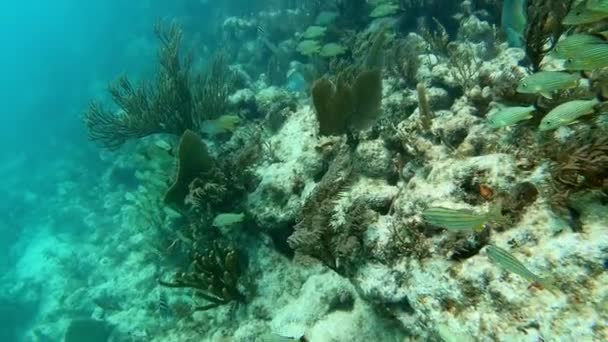 Flotando sobre un animado arrecife de coral suave con un montón de peces — Vídeo de stock