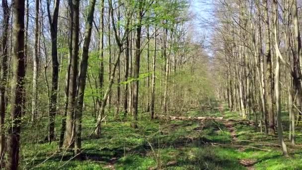 Forêt verdoyante et luxuriante en Allemagne 