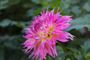 Bahçeden yaz çiçek