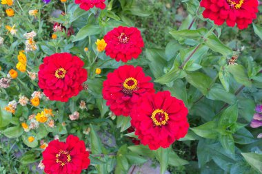 Bahçeden yaz çiçek