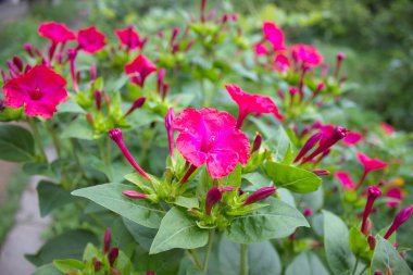 Bahçeden yaz çiçek