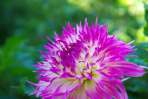    Bahçede yaz çiçekleri