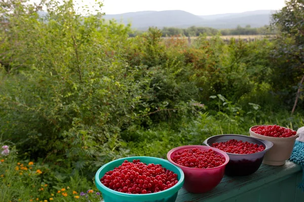   Bahçede yaz çiçekleri