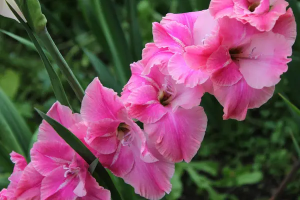    Bahçede yaz çiçekleri