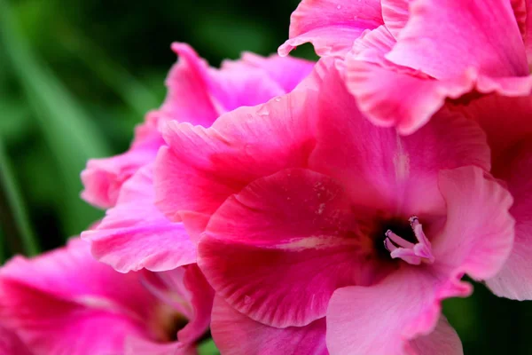    Bahçede yaz çiçekleri