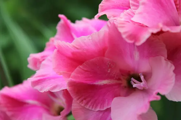 Flores de verano en el jardín — Foto de Stock