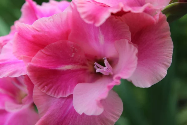    Bahçede yaz çiçekleri