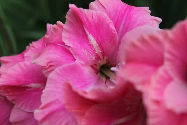    Bahçede yaz çiçekleri