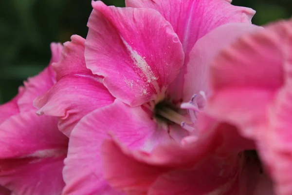    Bahçede yaz çiçekleri