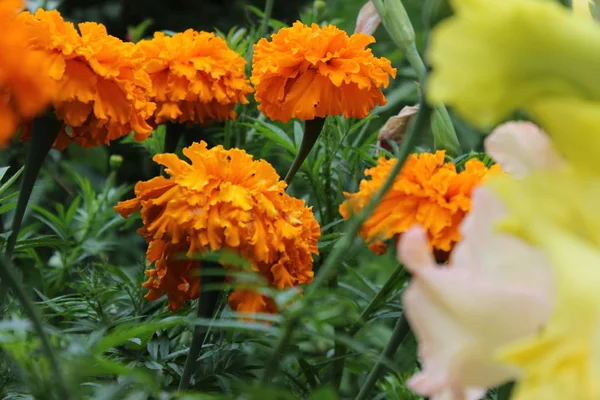    Bahçede yaz çiçekleri