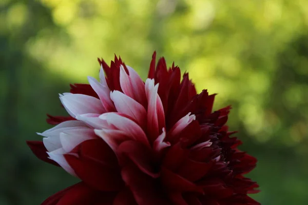 Bahçeden yaz çiçek