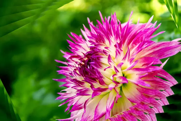 Bahçeden yaz çiçek